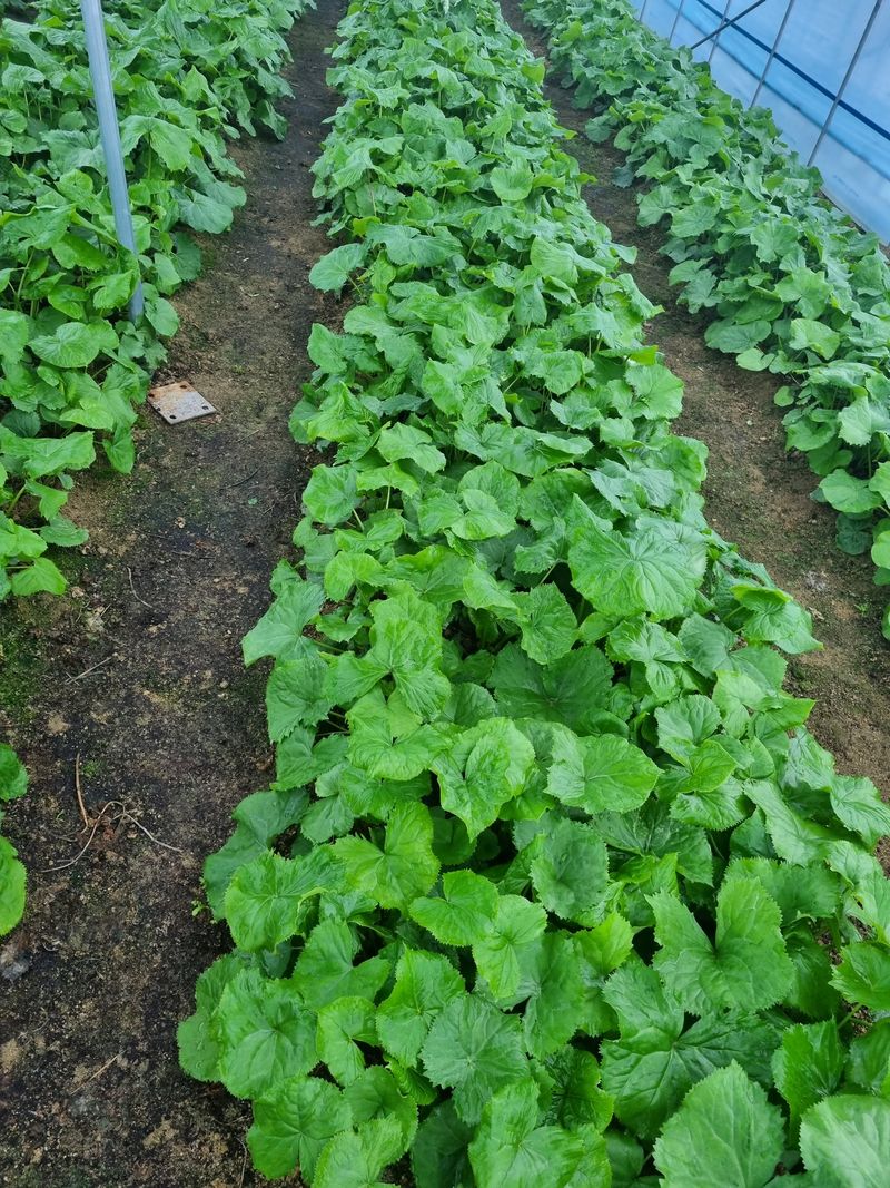 최종범님의 장터 판매 상품 [곤달비 판매합니다 1KG   16000원 2KG   3] 첨부 사진