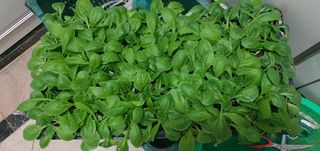 최금순(햇살농장)님의 귤 · 일상 작성글 사진