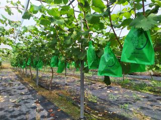 정병준님의 포도 · 병해충상담 작성글 사진