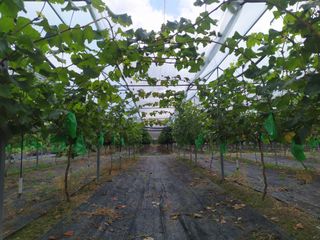 정병준님의 포도 · 병해충상담 작성글 사진