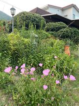 팜모닝 두릅·일상 게시글 이미지