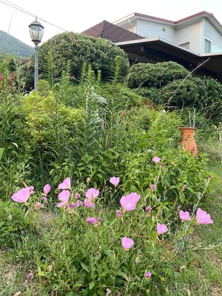 창녕블루베리님의 두릅 · 일상 작성글 사진