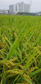 팜모닝 토마토·일상 게시글 이미지