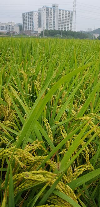 파릇파릇님의 토마토 · 일상 작성글 사진