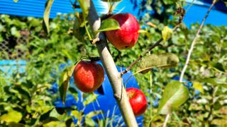 별난기은님의 팜모닝 · 출석 작성글 사진