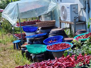 박성연님의 팜모닝 · 출석 작성글 사진