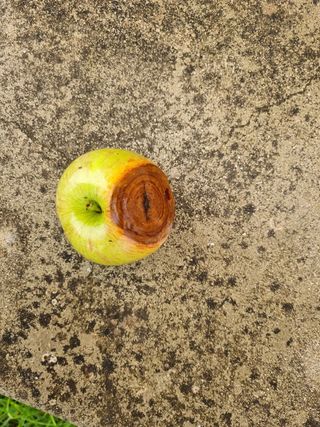 김규현님의 사과 · 병해충상담 작성글 사진