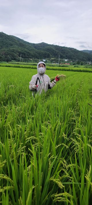 김명철님의 들깨 · 자유게시판 작성글 사진