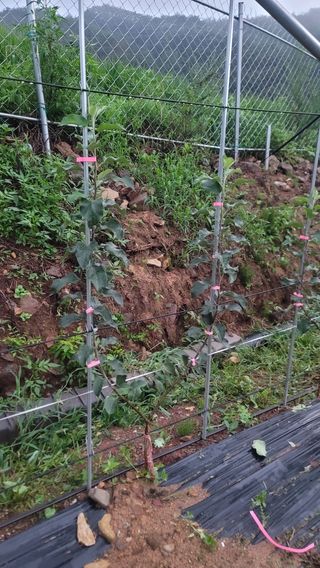 Paksj0926님의 딸기 · 일상 작성글 사진