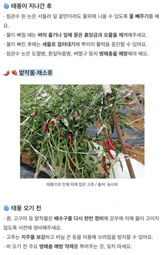 팜모닝님의 벼 · 농사길잡이 작성글 사진