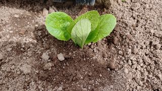 김제일주농장님의 양배추 · 자유게시판 작성글 사진