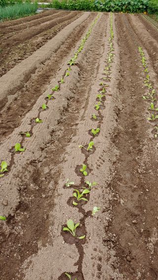 김제일주농장님의 양배추 · 자유게시판 작성글 사진