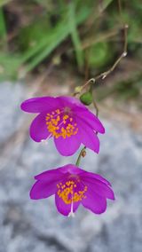 팜모닝 양파·자유게시판 게시글 이미지