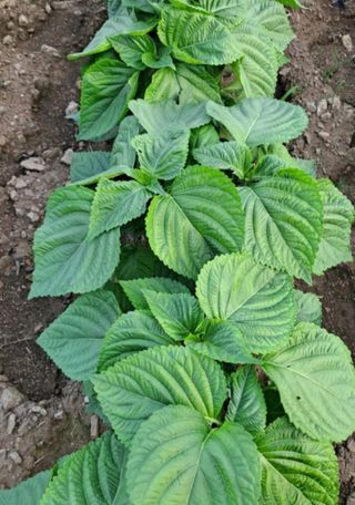 지안이/손주농장주인님의 팜모닝 · 출석 작성글 사진