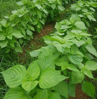 지안이/손주농장주인님의 팜모닝 · 출석 작성글 사진