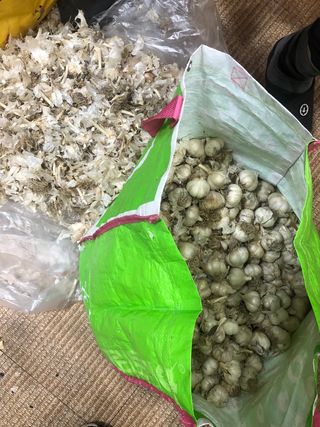 지안이/손주농장주인님의 들깨 · 자유게시판 작성글 사진