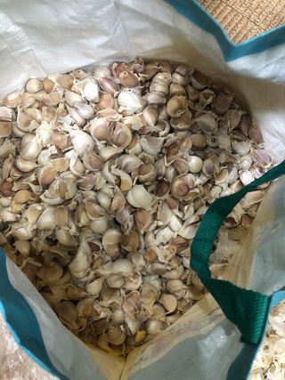 지안이/손주농장주인님의 들깨 · 자유게시판 작성글 사진