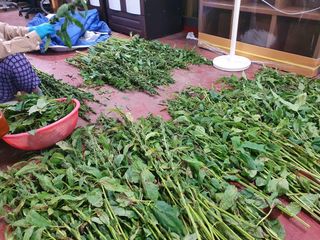 김권수님의 파 · 자유게시판 작성글 사진