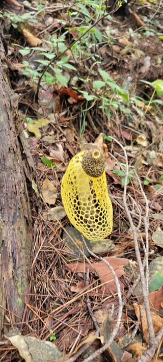 하얀찔레꽃님의 팜모닝 · 출석 작성글 사진