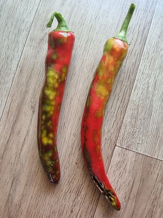 gypsy님의 기타작물 · 병해충상담 작성글 사진