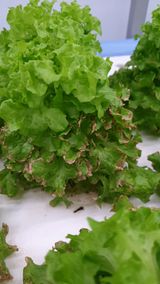 팜모닝 기타작물·병해충상담 게시글 이미지