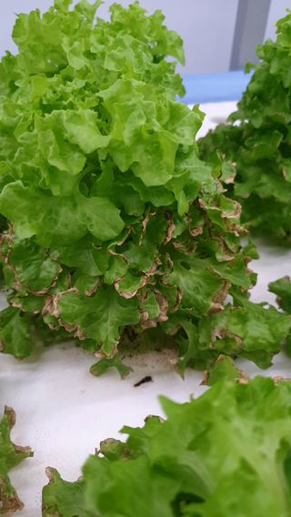 이영노님의 기타작물 · 병해충상담 작성글 사진