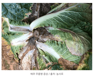 지식in님의 기타작물 · 병해충상담 작성글 사진