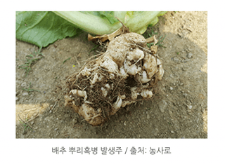 지식in님의 기타작물 · 병해충상담 작성글 사진