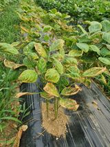 팜모닝 콩·병해충상담 게시글 이미지