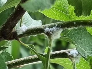 mymyluby님의 사과 · 병해충상담 작성글 사진