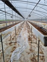 팜모닝 상추·자유게시판 게시글 이미지