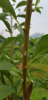 팜모닝 자두·병해충상담 게시글 이미지