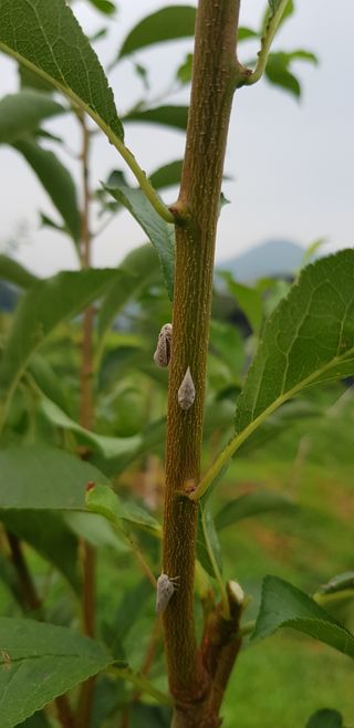 초보자두농사님의 자두 · 병해충상담 작성글 사진