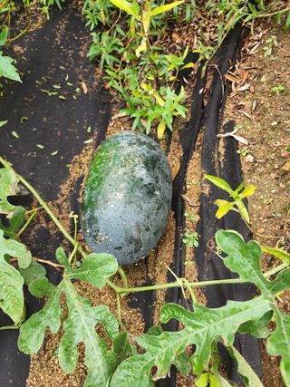 yu정님의 팜모닝 · 출석 작성글 사진