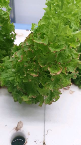 이영노님의 기타작물 · 병해충상담 작성글 사진