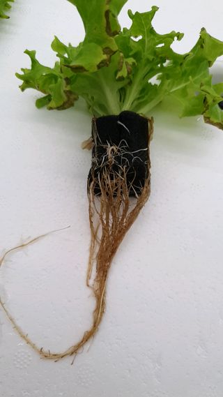 이영노님의 기타작물 · 병해충상담 작성글 사진