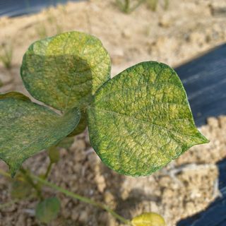 광개토대왕님의 콩 · 병해충상담 작성글 사진