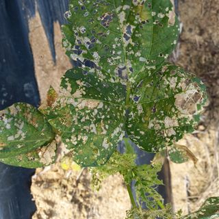 광개토대왕님의 콩 · 병해충상담 작성글 사진