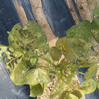 광개토대왕님의 콩 · 병해충상담 작성글 사진