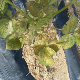 광개토대왕님의 콩 · 병해충상담 작성글 사진