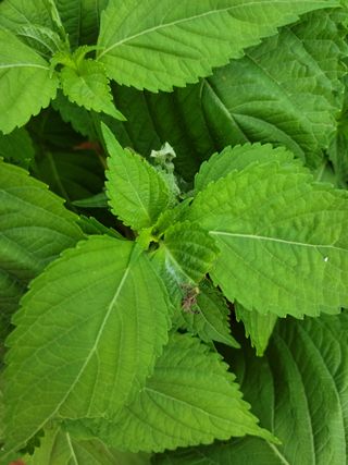 작은들판님의 들깨 · 병해충상담 작성글 사진