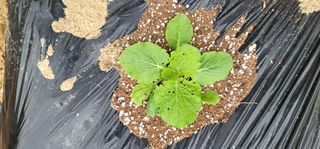 불사조1님의 배추 · 병해충상담 작성글 사진