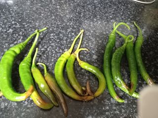 텃밭초보농부님의 고추 · 병해충상담 작성글 사진