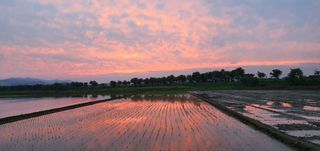 하얀찔레꽃님의 배추 · 일상 작성글 사진