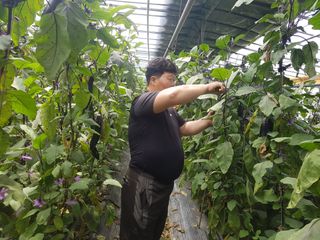 오이고추.꽈리고추님의 양배추 · 자유게시판 작성글 사진