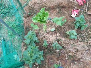 텃밭초보농부님의 들깨 · 병해충상담 작성글 사진