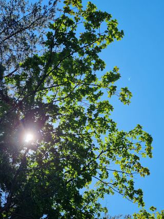 포포나무(박종섭)님의 팜모닝 · 출석 작성글 사진