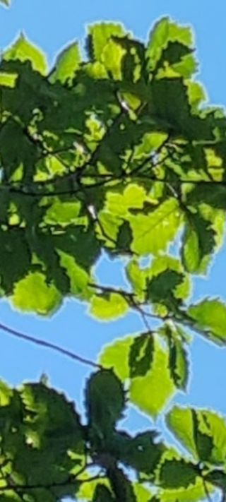 포포나무(박종섭)님의 팜모닝 · 출석 작성글 사진