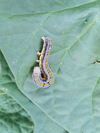 송종선님의 고구마 · 병해충상담 작성글 사진