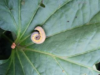 송종선님의 고구마 · 병해충상담 작성글 사진